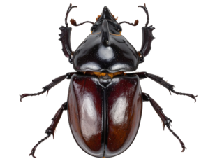  Top-Down View of Horned Beetle Highlighting Exoskeleton Patterns, Isolated PNG