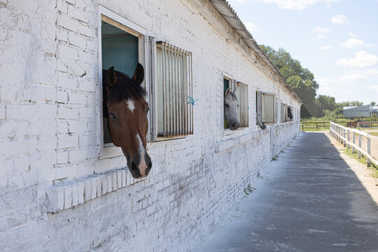 Natural photo of a horse looking out from a white brick barn window onto the paddock; a quiet rural moment emphasizing texture, light and equine character