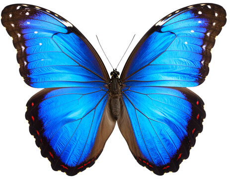 モルフォ蝶」の写真素材 | 53,042件の無料イラスト画像 | Adobe Stock