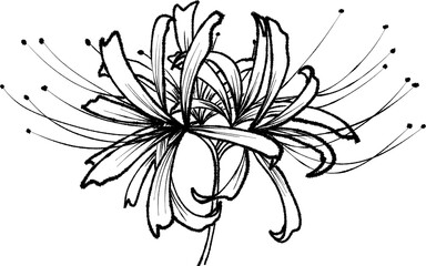 red spider lily clipart