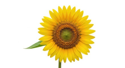 Fototapeta premium Radiant Sunflower Blossom Isolated on White Background Depicting Summer