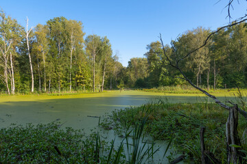 Overgrown forest pond on a sunny day in late summer