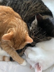 two cats sleeping in a bed
