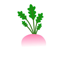 Obraz premium turnip vector