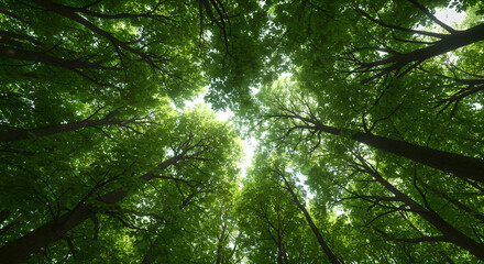 Vibrant green forest canopy from below, with sun shining through fresh leaves