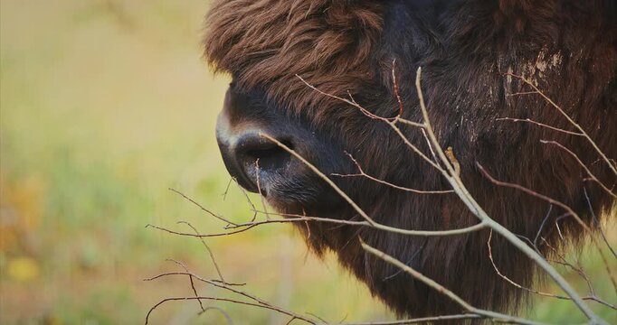 European Wood Bison Grazing In Aviary Zoo. European Bison Or Bison Bonasus, Also Known As Wisent. Close up muzzle lips,