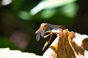 Wandering Glider in Kinabatangan Wildlife Sanctuary, Sabah, Malaysia