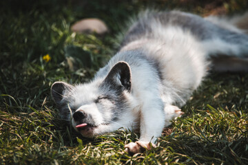 Arctic Fox in Canada during summer