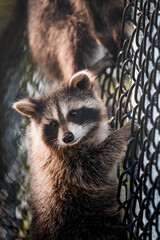 Raccoons sitting on a fence