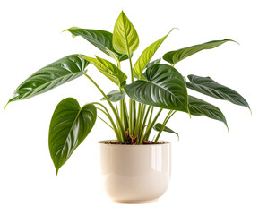  Lush green houseplant in a cream pot a vibrant addition to any home decor