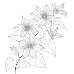 White Flower Branch with Delicate Petals and Leaves on Transparent Background