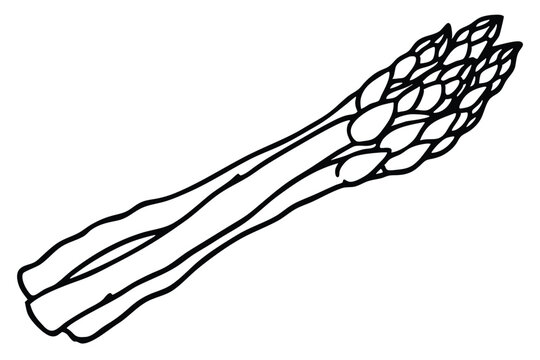 black asparagus stalks on white background clip art preview