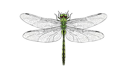 Illustrative representation of a colorful dragonfly on a pure white background, evoking the freshness of nature and wildlife beauty