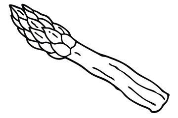 Single stalk of asparagus in outline, showing the head and stem detail