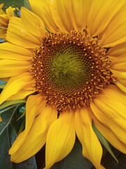 Bright sunflower flower in a summer garden