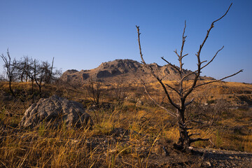 Obraz premium Burnt trees on barren land against cliff under blue sky