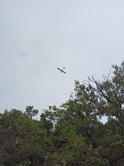 glider in flight