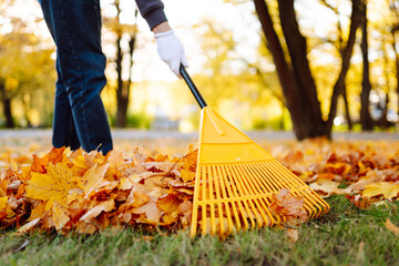 Leaf cleaning. A volunteer rakes fallen leaves in an autumn park. A man spends time in a garden surrounded by bright autumn leaves. The concept of seasonality, volunteering and ecology.