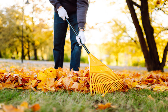 Leaf cleaning. A volunteer rakes fallen leaves in an autumn park. A man spends time in a garden surrounded by bright autumn leaves. The concept of seasonality, volunteering and ecology.