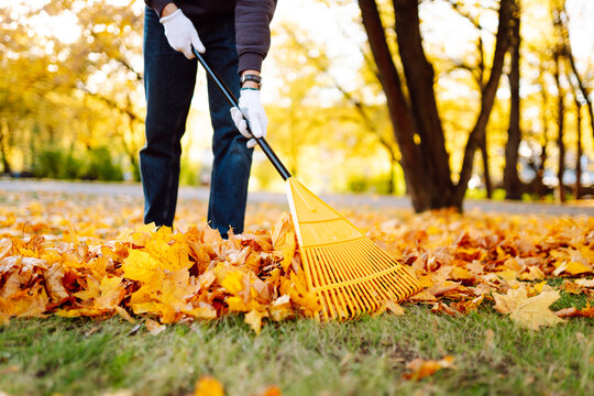 Leaf cleaning. A volunteer rakes fallen leaves in an autumn park. A man spends time in a garden surrounded by bright autumn leaves. The concept of seasonality, volunteering and ecology.
