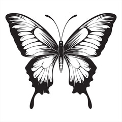 Butterfly with Detailed Wing Patterns