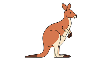 Fototapeta premium Animated kangaroo standing tall, simple illustration with outlined contours on plain white backdrop isolated, cartoon style