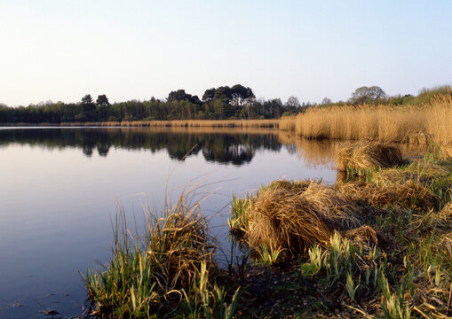 Phragmites australis, Roseau,  Etang, Sologne, Loir et Cher, 41, R&eacute;gion Centre, France