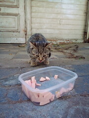 Natural and tasty food for homeless cats