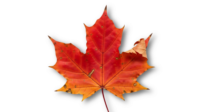Red Orange Maple Leaf Isolated on Black Background, Autumn Fall Foliage Macro