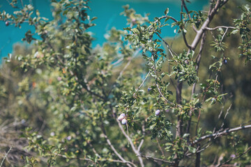 Vibrant berry bush thriving beside tranquil turquoise waters on a sunny day