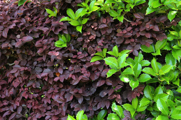 Hedge with green and purple leaves in early summer.