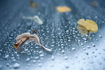 Raindrops on glass with blurred yellow and brown autumn leaves. Seasonal background for rainy fall days and natural mood.