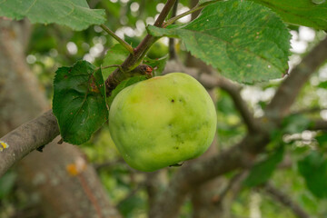 Obraz premium Close-up of single green apple on branch with mottled leaves in apple orchard