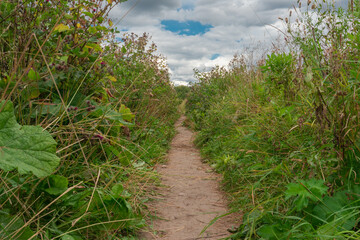 Fototapeta premium Narrow dirt path with inviting calmness leading through overgrown summer field in Suzdal