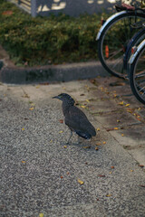 A young Malayan Night Heron walks through a park in Taipei. This close-up highlights its detailed camouflage and urban wildlife.