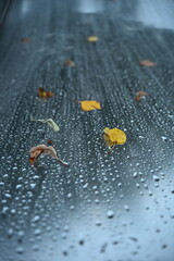 Autumn leaves and water drops on glass after rain. Concept of fall season, freshness and rainy weather.