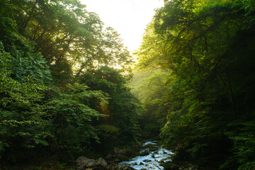 The summer valley illuminated by the morning sun