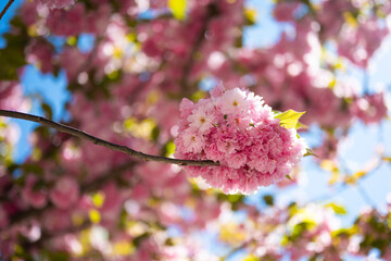 Obraz premium Blooming sakura in spring