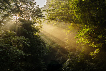 The summer valley illuminated by the morning sun