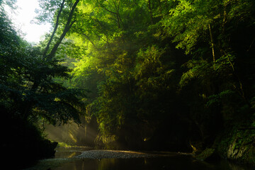 The summer valley illuminated by the morning sun