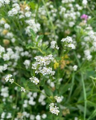 White wild flowers - Amazing road trip to the North of India, Ladakh, Tibet or Tibetan culture and massive high mountain with a very high altitude, Himalaya mountains 
