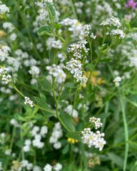 White wild flowers - Amazing road trip to the North of India, Ladakh, Tibet or Tibetan culture and massive high mountain with a very high altitude, Himalaya mountains 
