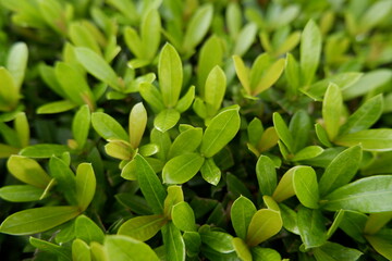 Dense arrangement of fresh green leaves creates vibrant natural background, embodying essence of growth, life, and natural beauty