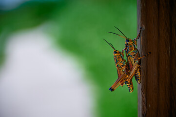 Lubber grasshopper mating