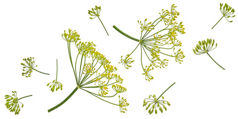 Falling dill flowers and stalks isolated on white background, full depth of field