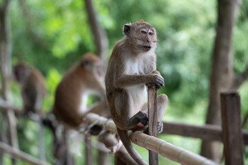 Crab eating macaque monkey sitting on bamboo railing in aonang, krabi, thailand