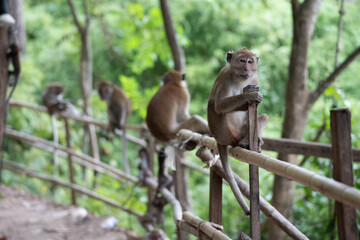 Monkeys sitting on bamboo fence in aonang, krabi, thailand