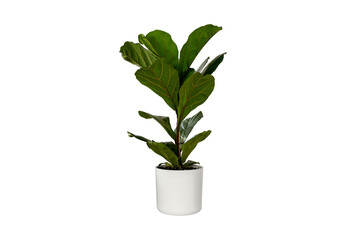 Fiddle Leaf Fig for Minimalist decoration isolate on white background