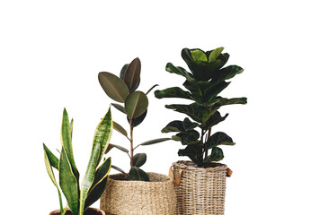 simple home decoration with potted green plant