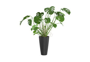 green indoor plant in a pot isolated on white